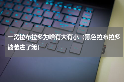 一窝拉布拉多为啥有大有小（黑色拉布拉多被装进了笼）