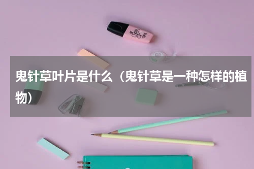 鬼针草叶片是什么（鬼针草是一种怎样的植物）