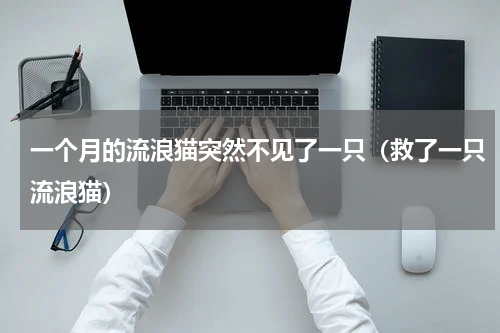 一个月的流浪猫突然不见了一只（救了一只流浪猫）