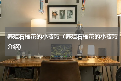 养殖石榴花的小技巧（养殖石榴花的小技巧介绍）