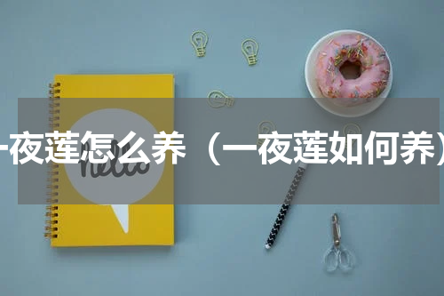 一夜莲怎么养（一夜莲如何养）