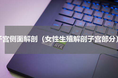 子宫侧面解剖（女性生殖解剖子宫部分）
