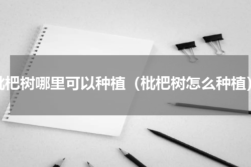 枇杷树哪里可以种植（枇杷树怎么种植）