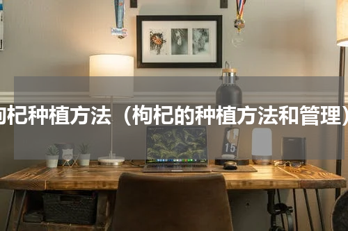 枸杞种植方法（枸杞的种植方法和管理）