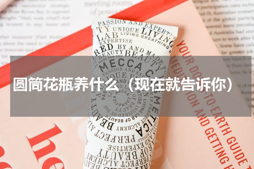 圆筒花瓶养什么（现在就告诉你）