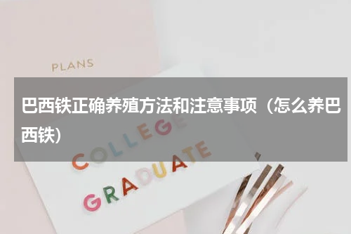 巴西铁正确养殖方法和注意事项（怎么养巴西铁）