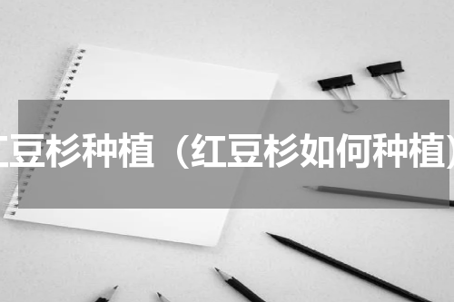 红豆杉种植（红豆杉如何种植）