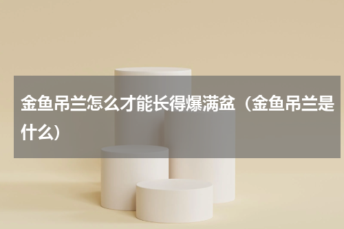 金鱼吊兰怎么才能长得爆满盆（金鱼吊兰是什么）