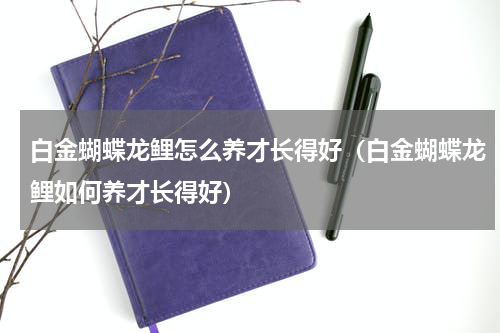 白金蝴蝶龙鲤怎么养才长得好（白金蝴蝶龙鲤如何养才长得好）