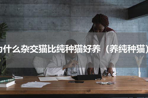 为什么杂交猫比纯种猫好养（养纯种猫）
