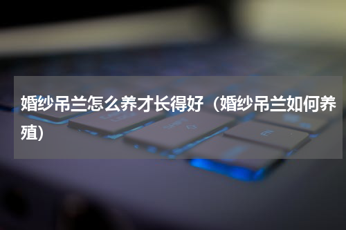 婚纱吊兰怎么养才长得好（婚纱吊兰如何养殖）