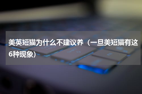 美英短猫为什么不建议养（一旦美短猫有这6种现象）