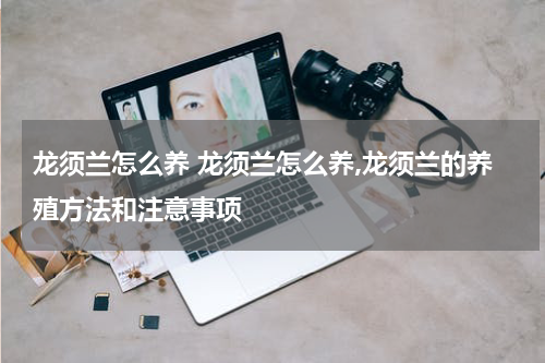龙须兰怎么养 龙须兰怎么养,龙须兰的养殖方法和注意事项