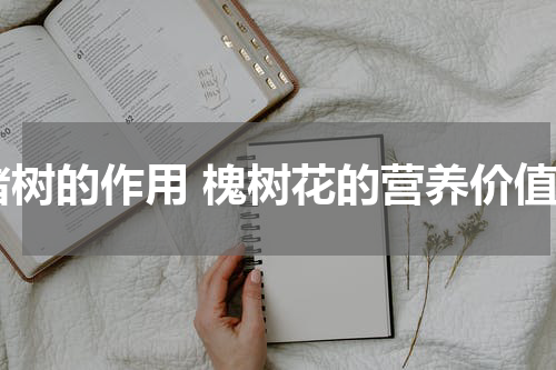 褚树的作用 槐树花的营养价值