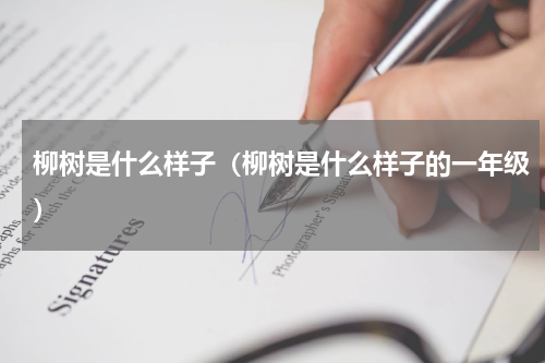 柳树是什么样子（柳树是什么样子的一年级）