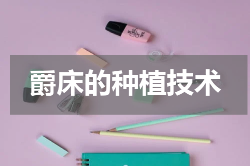 爵床的种植技术