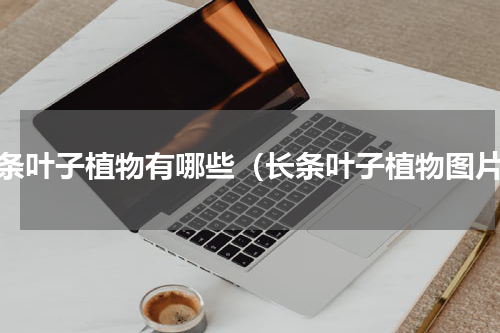 长条叶子植物有哪些（长条叶子植物图片）