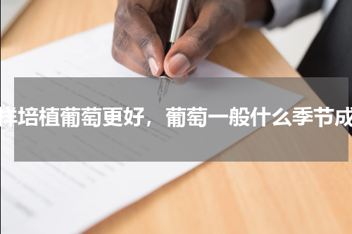 怎样培植葡萄更好，葡萄一般什么季节成熟
