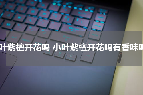 小叶紫檀开花吗 小叶紫檀开花吗有香味吗