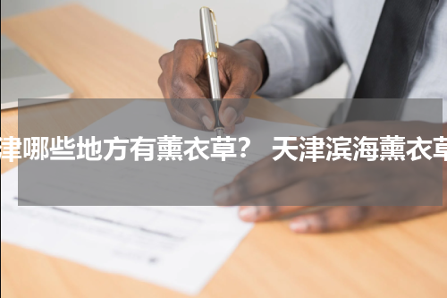 天津哪些地方有薰衣草？ 天津滨海薰衣草