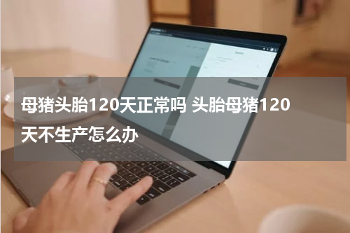 母猪头胎120天正常吗 头胎母猪120天不生产怎么办