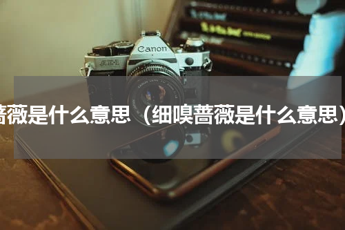 蔷薇是什么意思（细嗅蔷薇是什么意思）