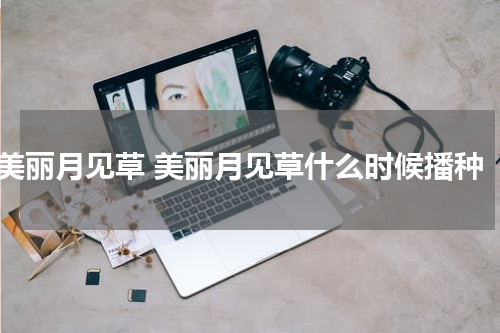 美丽月见草 美丽月见草什么时候播种