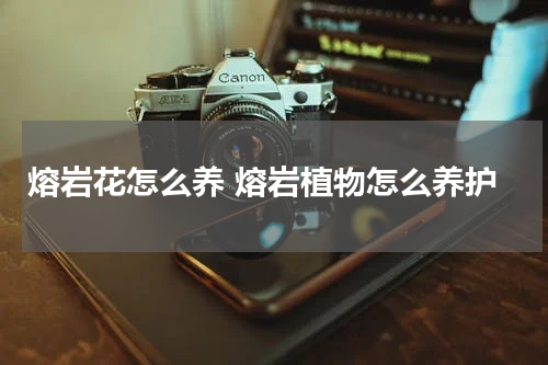 熔岩花怎么养 熔岩植物怎么养护