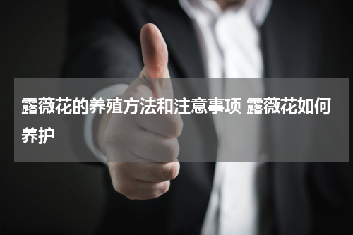 露薇花的养殖方法和注意事项 露薇花如何养护