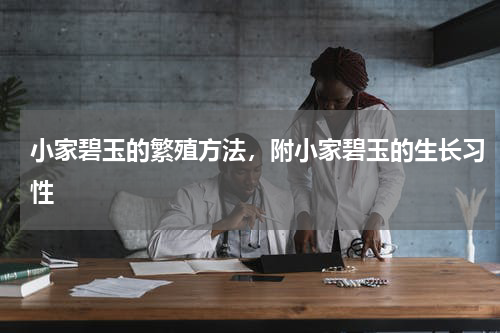 小家碧玉的繁殖方法，附小家碧玉的生长习性
