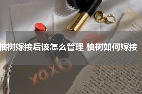 柚树嫁接后该怎么管理 柚树如何嫁接