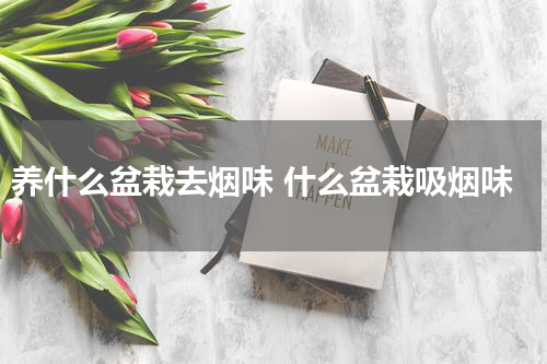 养什么盆栽去烟味 什么盆栽吸烟味
