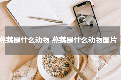 燕鹅是什么动物 燕鹅是什么动物图片