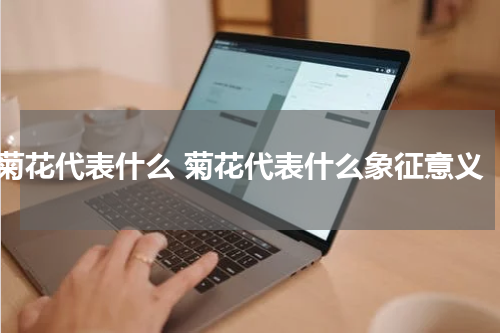 菊花代表什么 菊花代表什么象征意义
