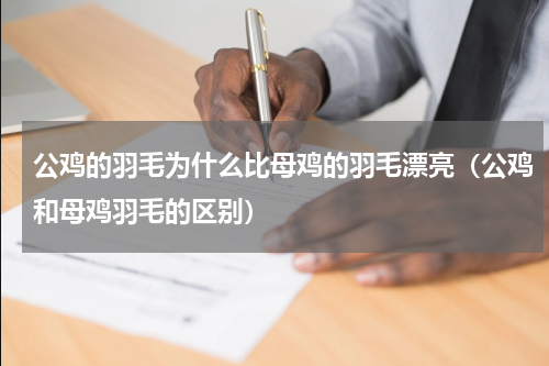 公鸡的羽毛为什么比母鸡的羽毛漂亮（公鸡和母鸡羽毛的区别）