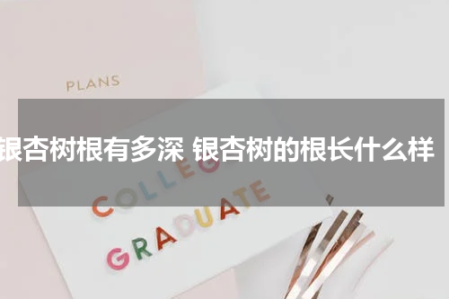 银杏树根有多深 银杏树的根长什么样