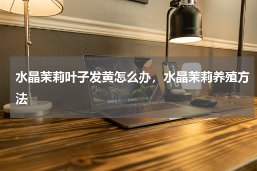 水晶茉莉叶子发黄怎么办，水晶茉莉养殖方法