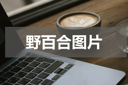 野百合图片