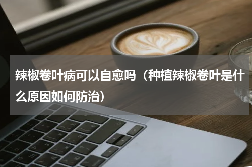 辣椒卷叶病可以自愈吗（种植辣椒卷叶是什么原因如何防治）
