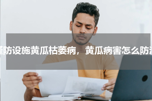 谨防设施黄瓜枯萎病，黄瓜病害怎么防治