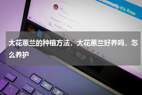 大花蕙兰的种植方法，大花蕙兰好养吗，怎么养护