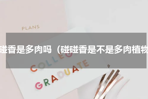 碰碰香是多肉吗（碰碰香是不是多肉植物）