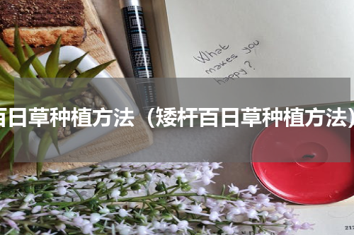 百日草种植方法（矮杆百日草种植方法）
