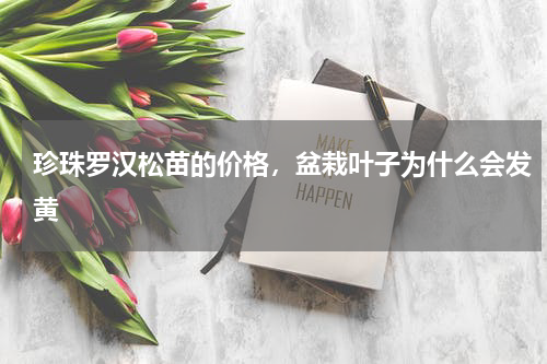 珍珠罗汉松苗的价格，盆栽叶子为什么会发黄