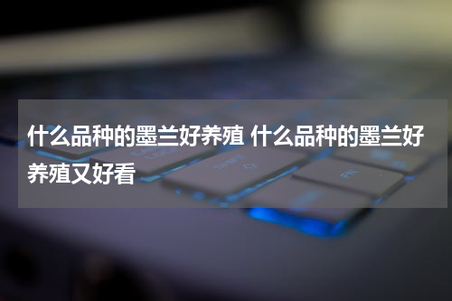 什么品种的墨兰好养殖 什么品种的墨兰好养殖又好看
