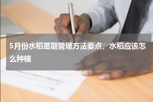 5月份水稻苗期管理方法要点，水稻应该怎么种植