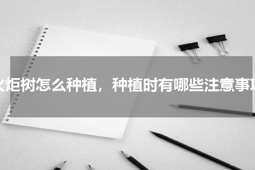 火炬树怎么种植，种植时有哪些注意事项