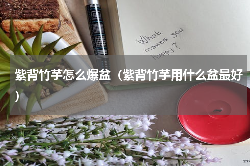 紫背竹芋怎么爆盆（紫背竹芋用什么盆最好）