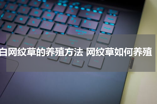 白网纹草的养殖方法 网纹草如何养殖
