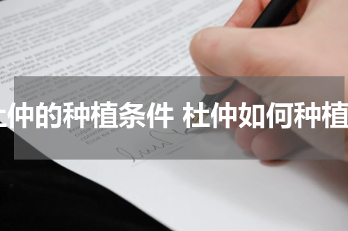 杜仲的种植条件 杜仲如何种植